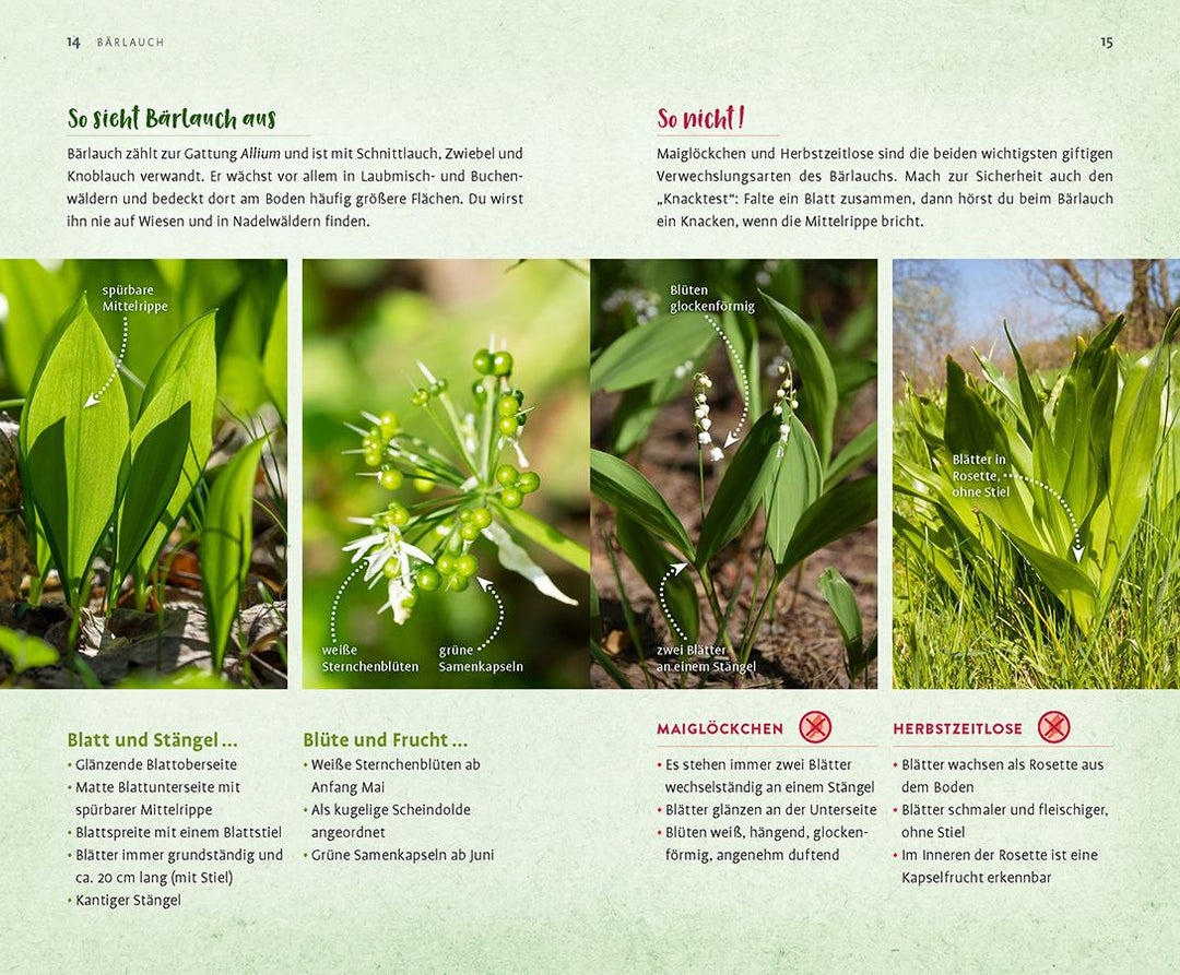 Wild und wunderbar: die 13 besten Wildkräuter | Hissel, Janine