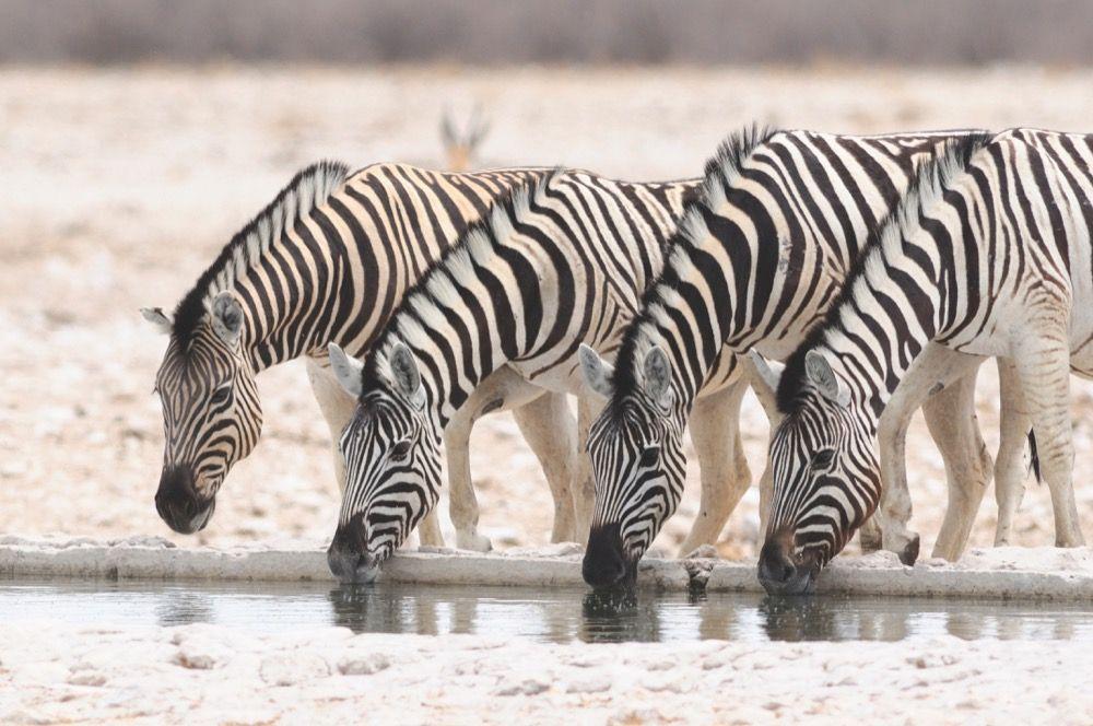 100 Highlights Afrikas Süden | Karl, Roland F.