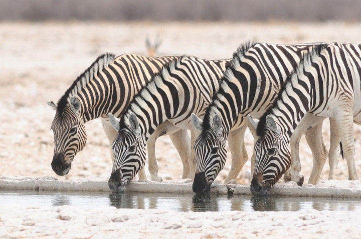 100 Highlights Afrikas Süden | Karl, Roland F.