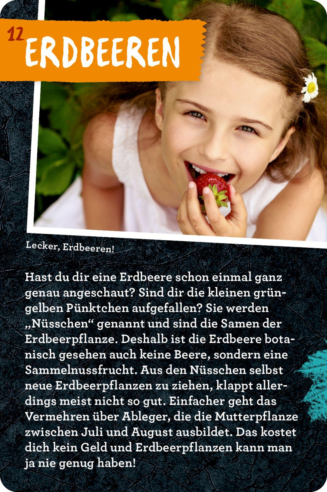 50 Garten-Projekte | Zysk, Stefanie