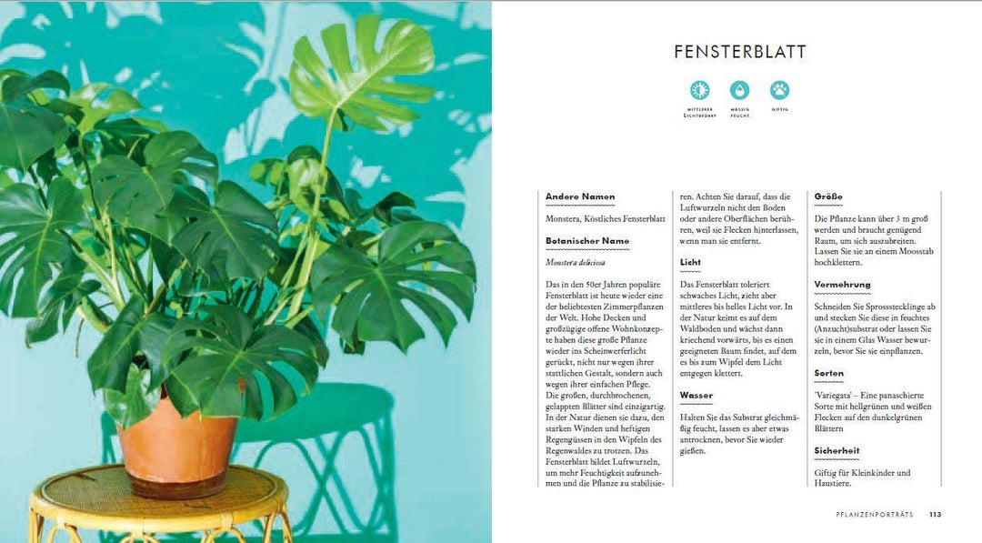 Grow in the Dark - Die schönsten Zimmerpflanzen für dunkle Räume und Plätze....