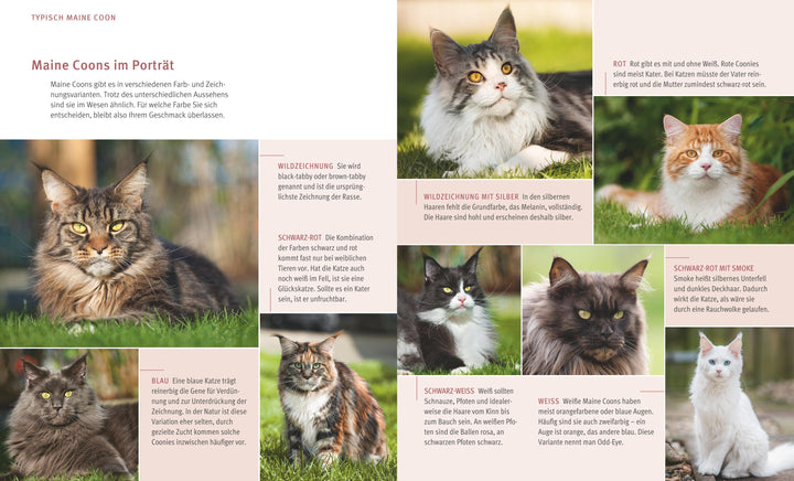 Maine Coon | Kieffer, Birgit