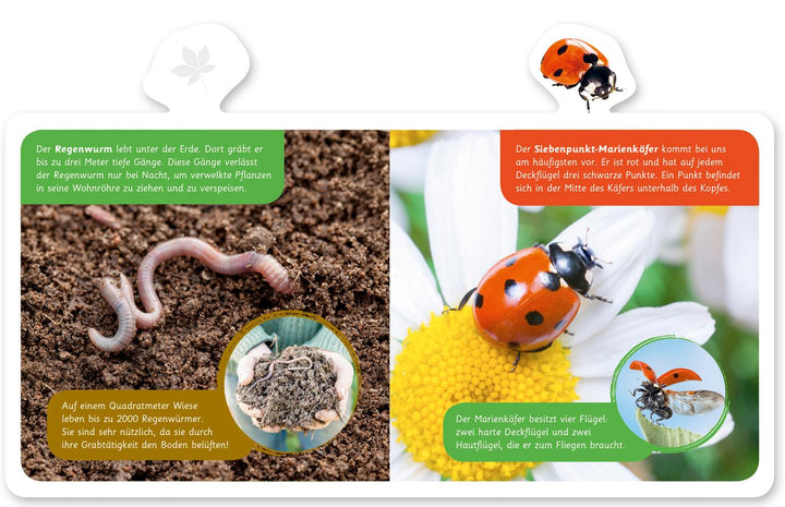 Mein kleines Tier-Lexikon - Tiere im Garten | Kastenhuber, Hannah