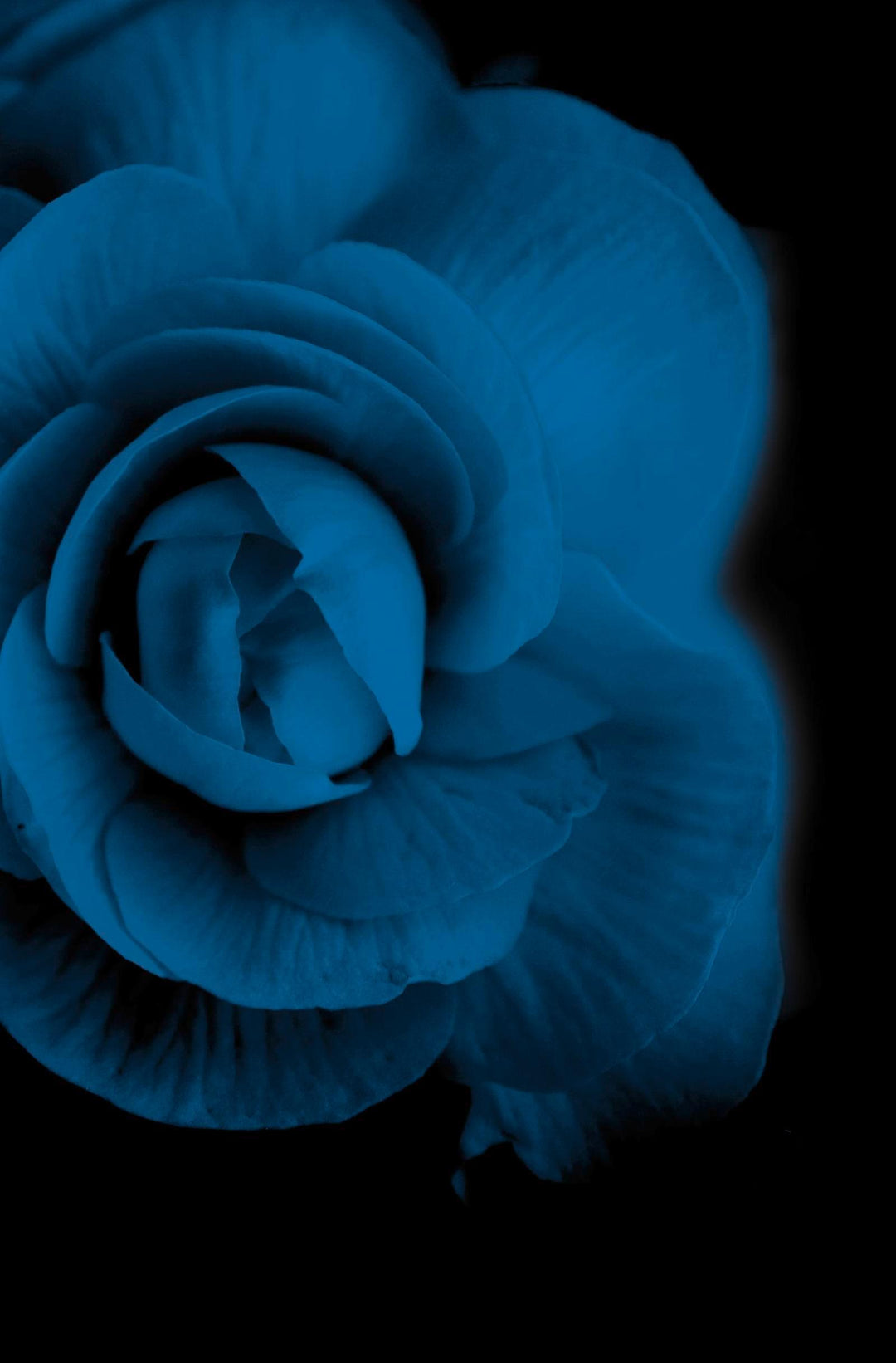 Dornenpakt | Rose, Karen