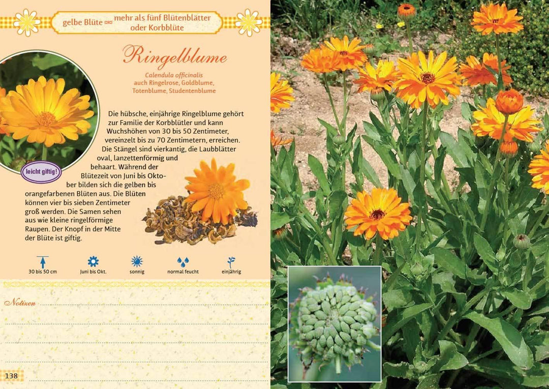 Mein Wildkräuterführer. Über 150 Wildpflanzen sammeln, erkennen & bestimmen....