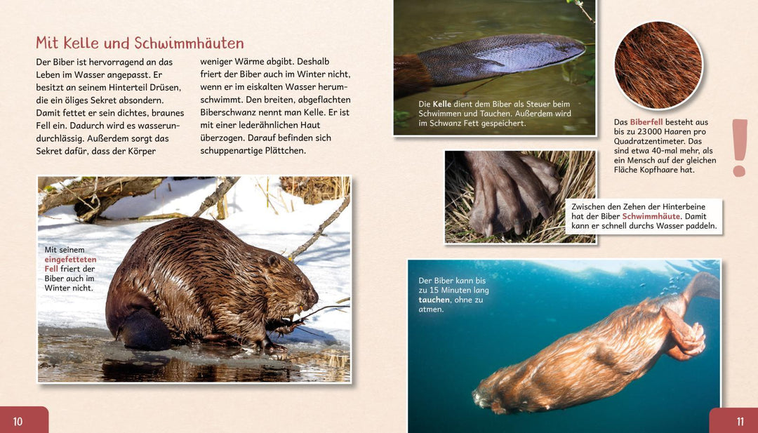 Meine große Tierbibliothek: Der Biber | Gutjahr, Axel