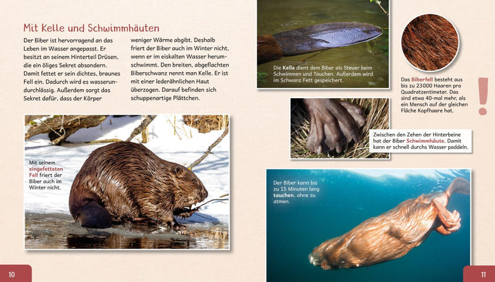 Meine große Tierbibliothek: Der Biber | Gutjahr, Axel