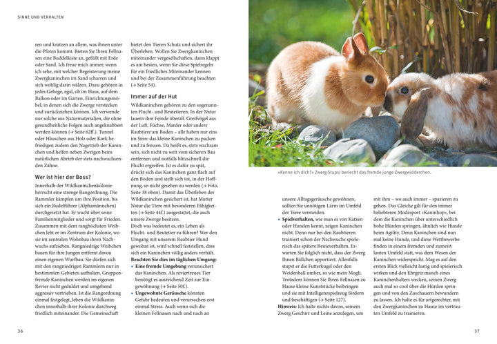 Liebenswerte Zwergkaninchen | Wegler, Monika