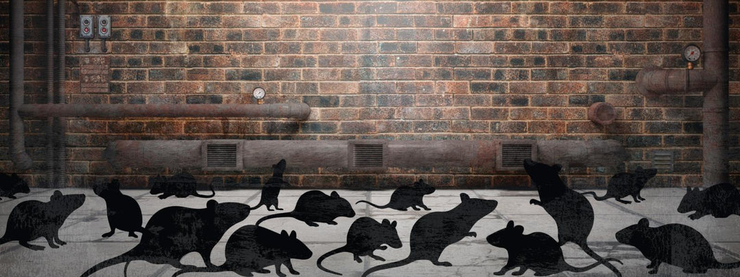 Escape Room. Der erste Escape-Adventskalender | Eich, Eva