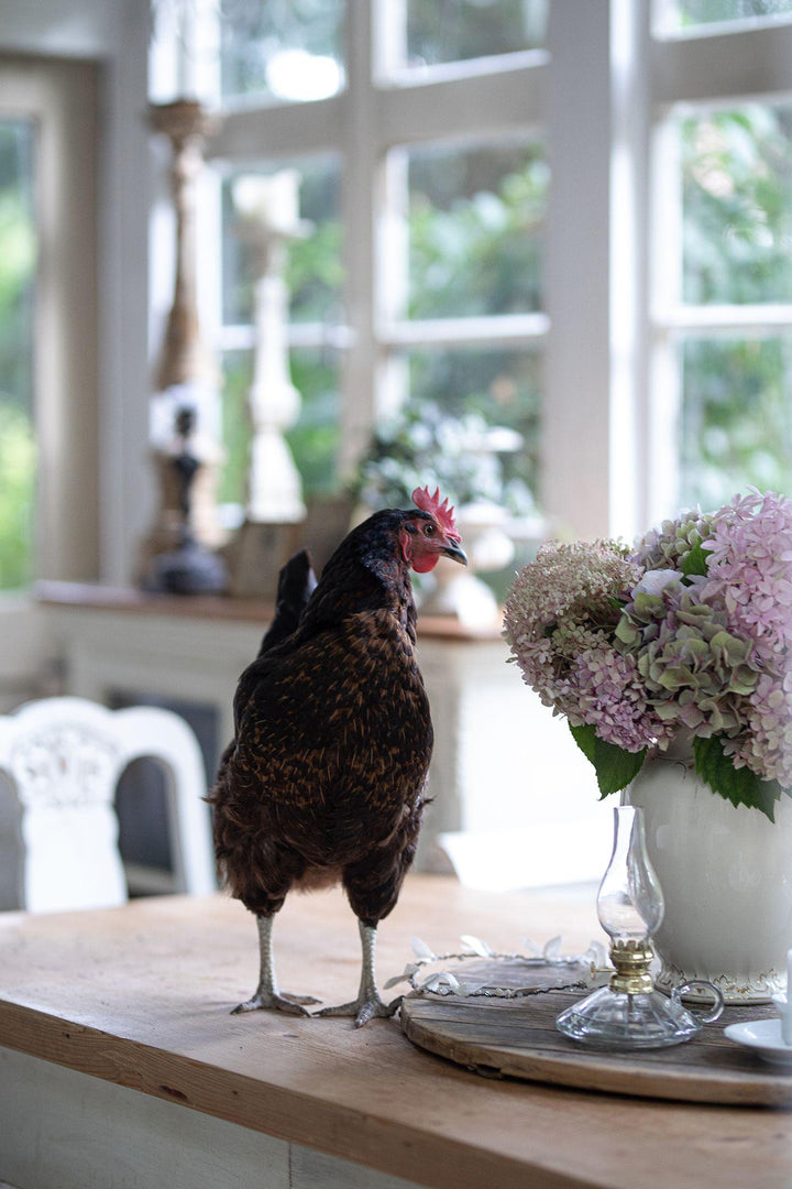 Französisches Landhaus-Flair | Kohler, Ramona Christina