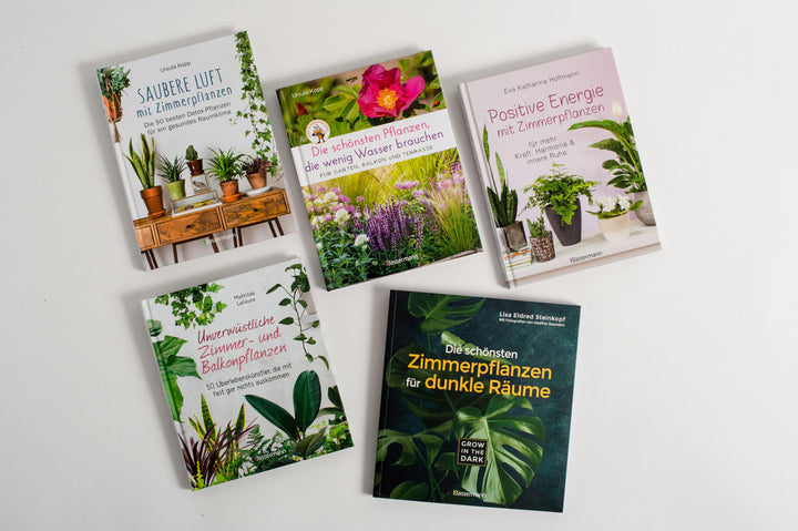 Die schönsten Pflanzen, die wenig Wasser brauchen für Garten, Balkon und Ter...