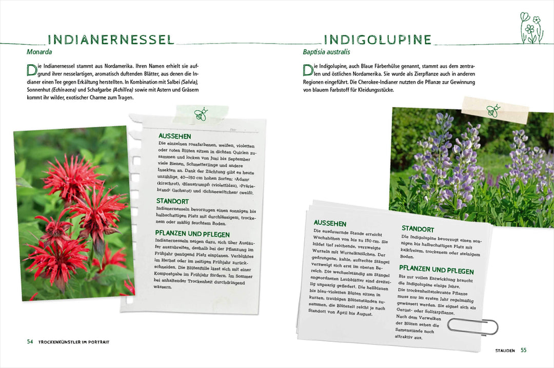 Die schönsten Pflanzen, die wenig Wasser brauchen für Garten, Balkon und Ter...