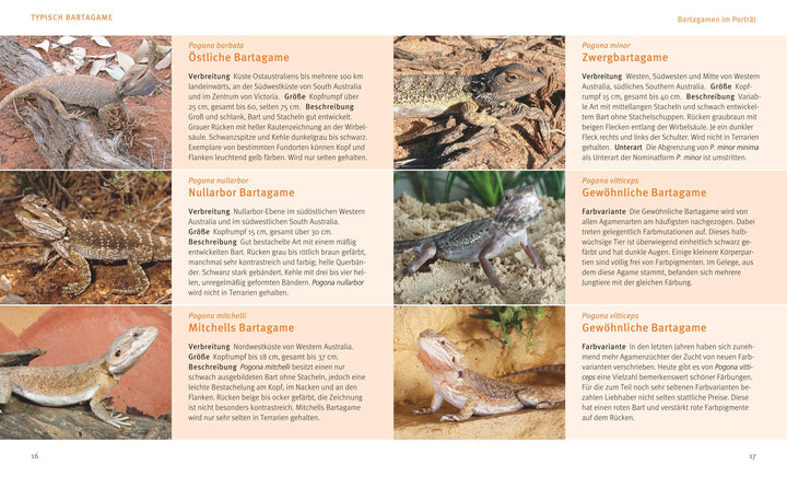 Bartagamen | Au, Manfred