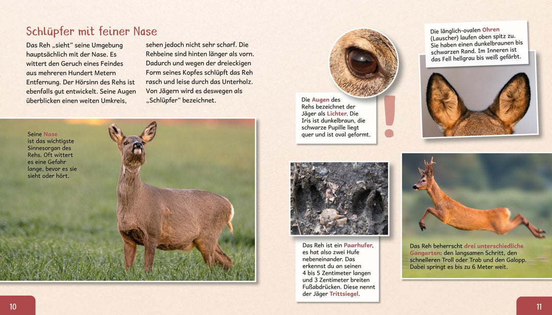 Meine große Tierbibliothek: Das Reh | Poschadel, Jens