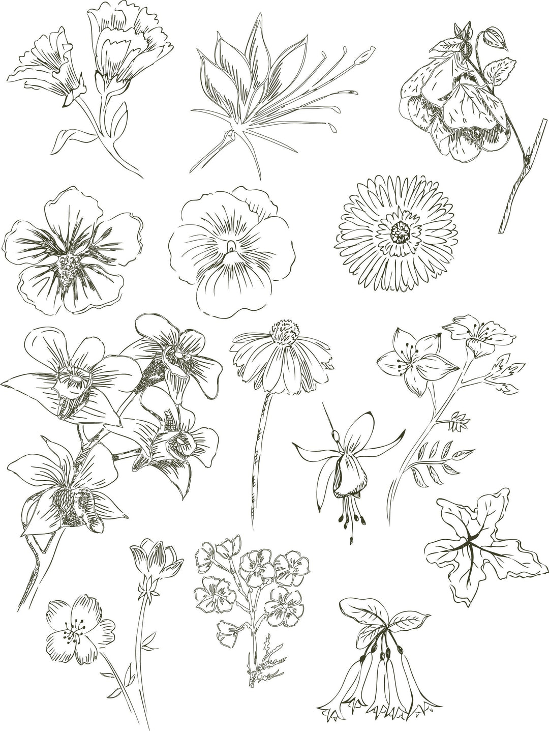 Natur Inspiration - 50 Gartenmotive kolorieren | -