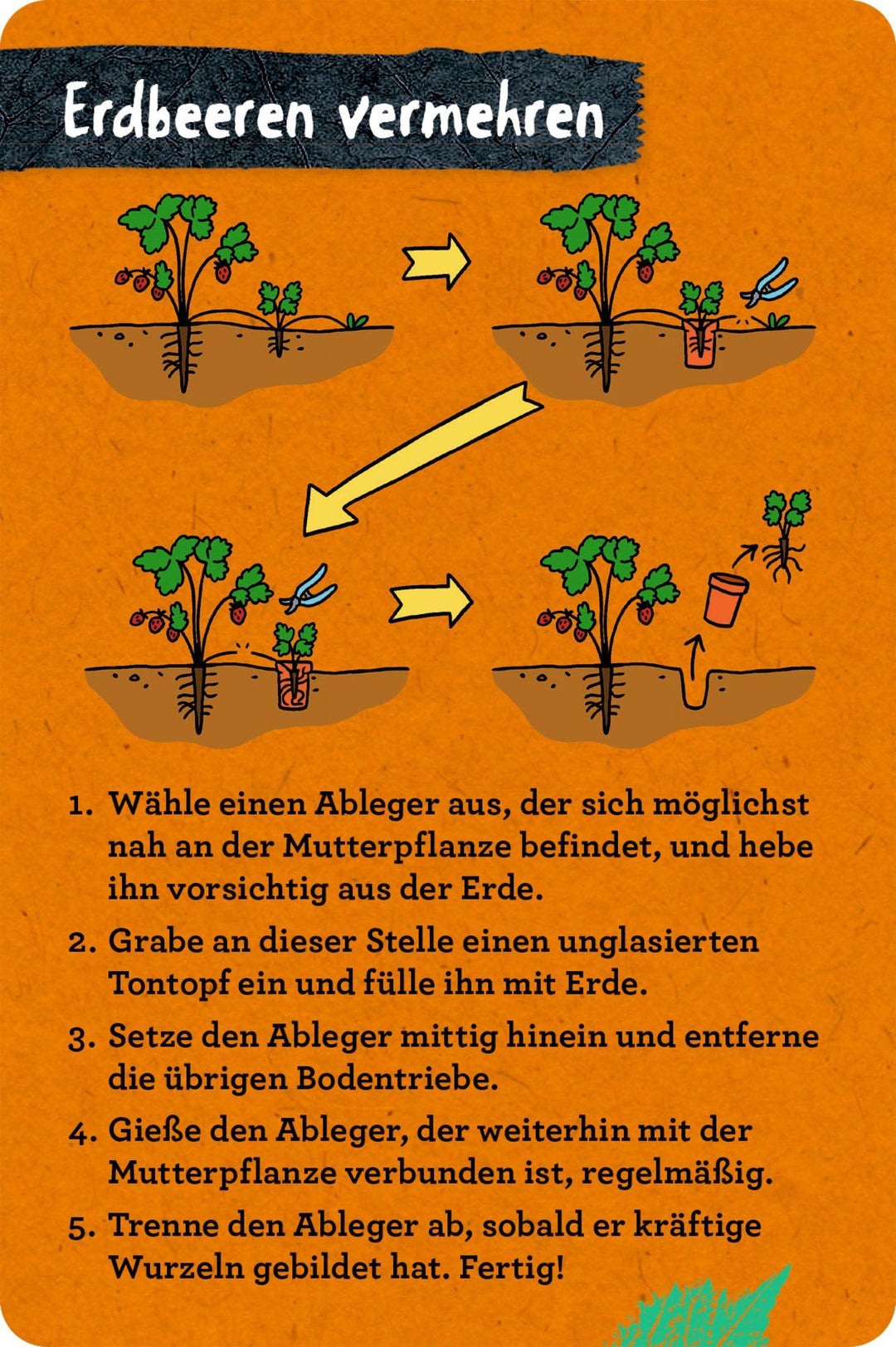 50 Garten-Projekte | Zysk, Stefanie