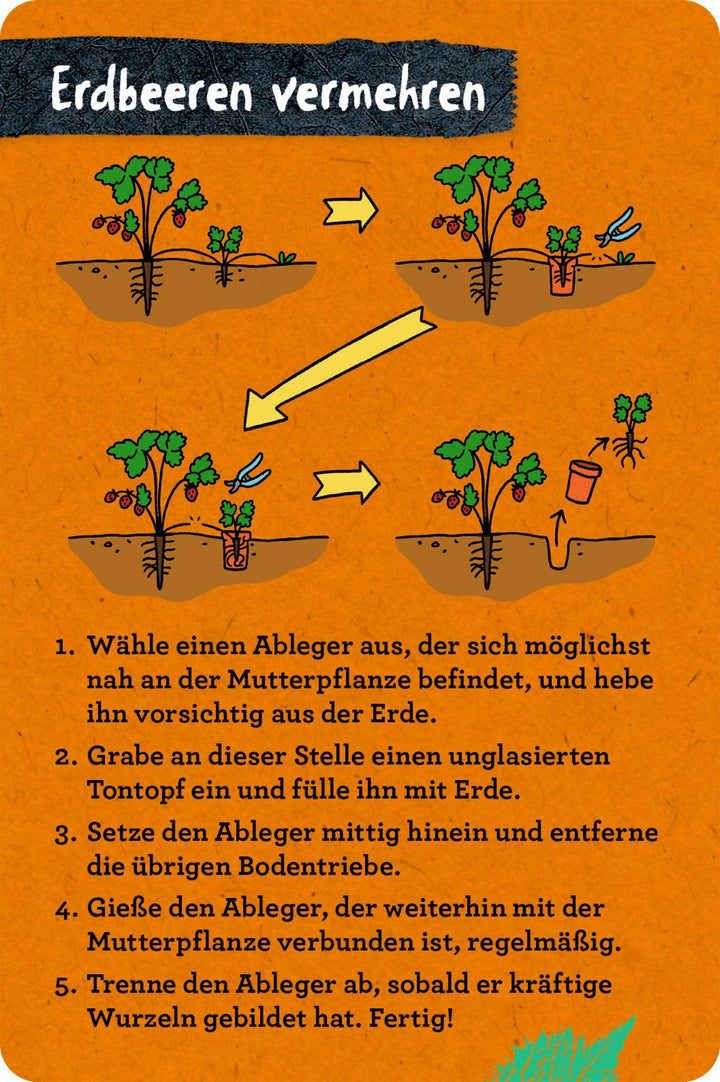 50 Garten-Projekte | Zysk, Stefanie