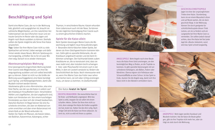 Maine Coon | Kieffer, Birgit