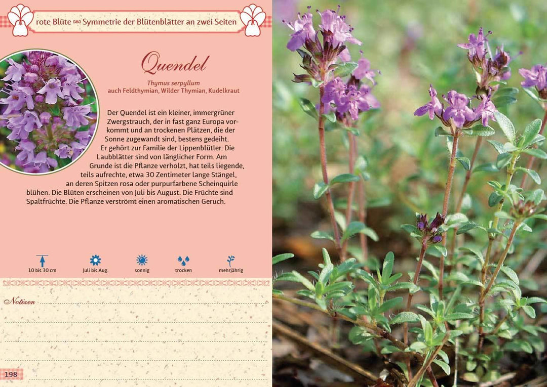 Mein Wildkräuterführer. Über 150 Wildpflanzen sammeln, erkennen & bestimmen....