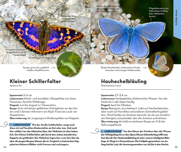 Basic Schmetterlinge | Dreyer, Eva-Maria
