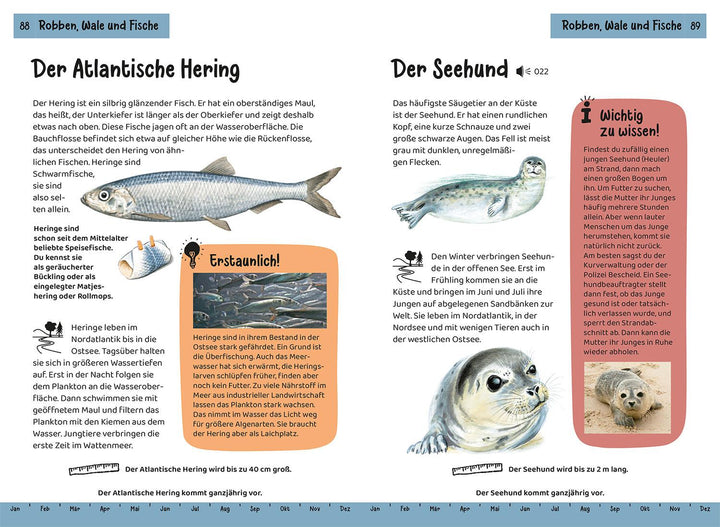 Was lebt an Strand und Küste? Kindernaturführer | Haag, Holger