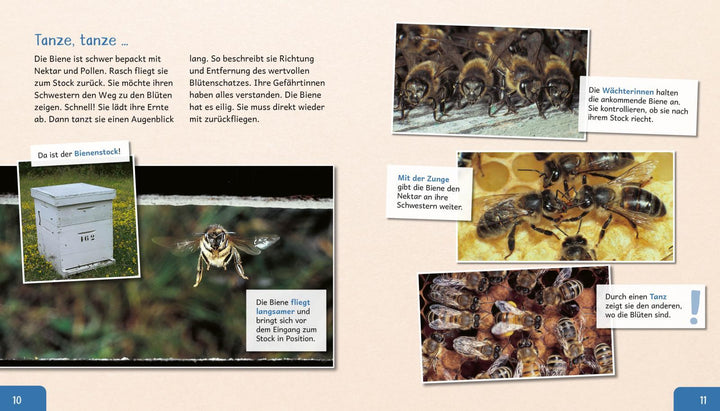 Meine große Tierbibliothek: Die Biene | Starosta, Paul