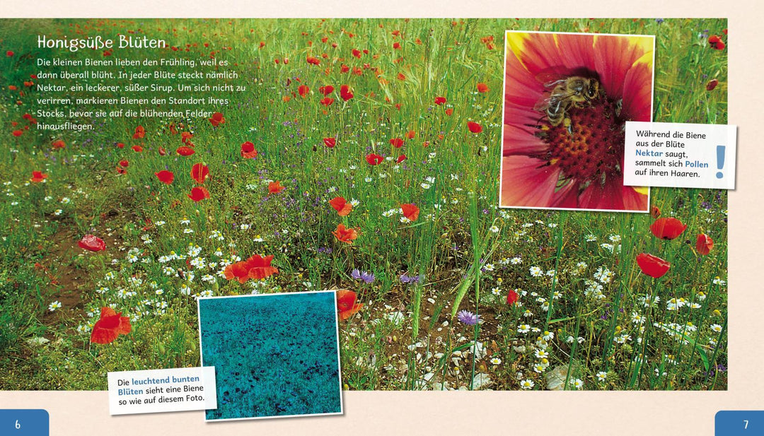 Meine große Tierbibliothek: Die Biene | Starosta, Paul