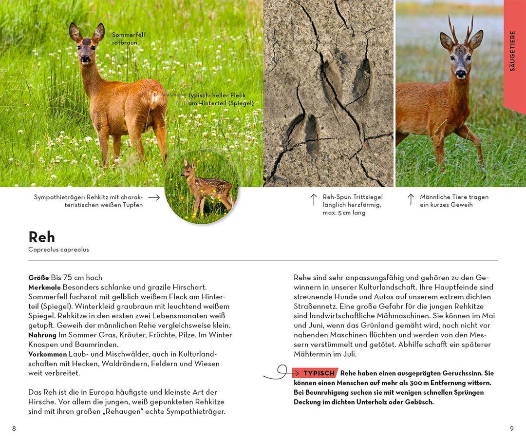 Basic Wald | Wilhelmsen, Ute