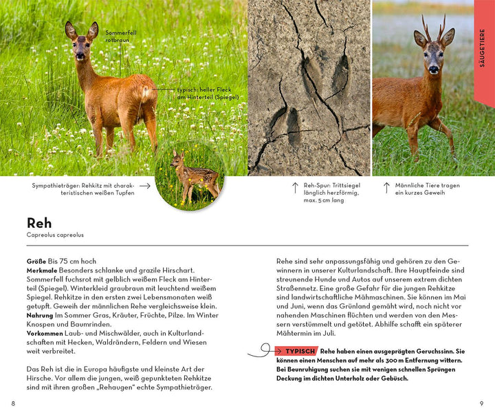 Basic Wald | Wilhelmsen, Ute