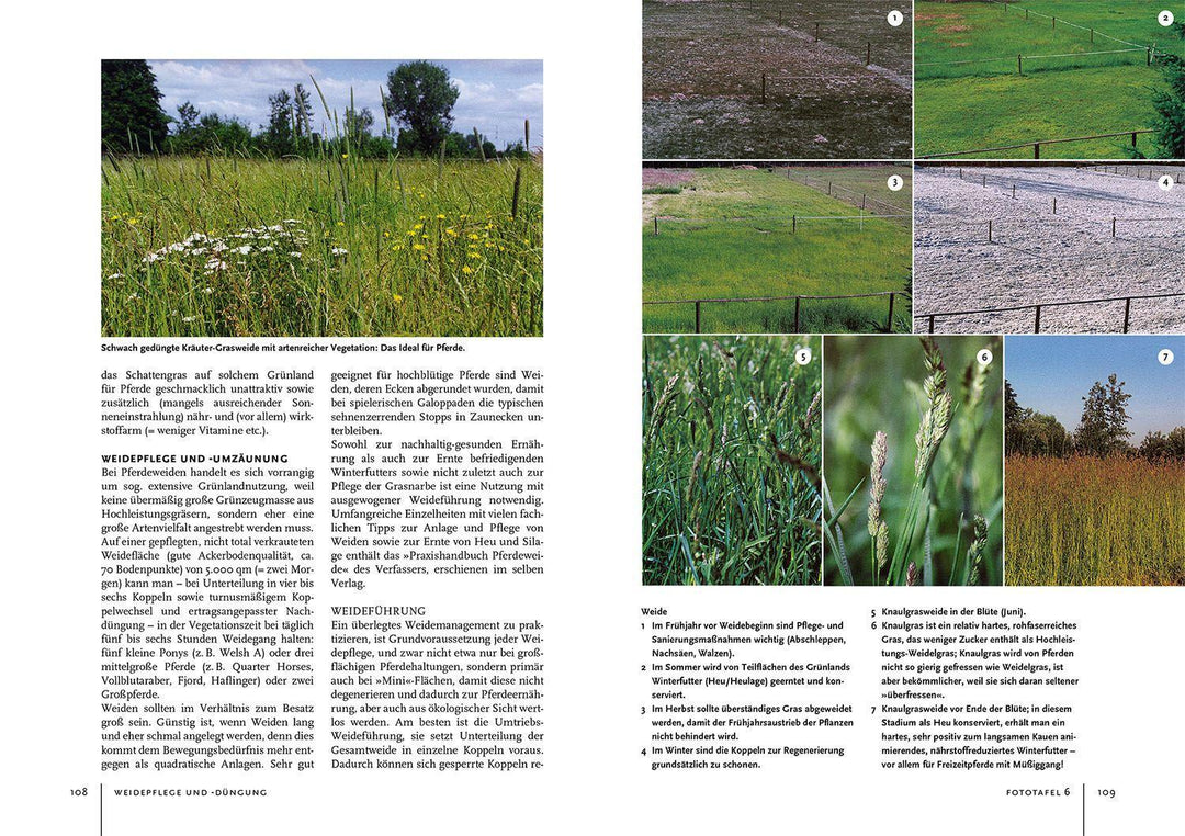 Pferdehaltung und -fütterung | Bender, Ingolf