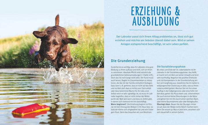 Labrador Retriever | Schlegl-Kofler, Katharina