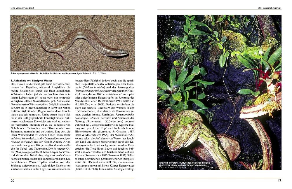 Terrarieneinrichtung | Wilms, Thomas