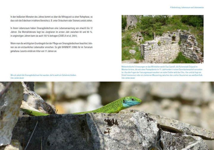 Smaragdeidechsen Lacerta bilineata und Lacerta viridis | Dieckmann, Martin