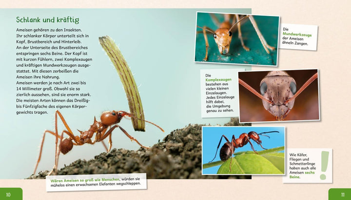 Meine große Tierbibliothek: Die Ameise | Gutjahr, Axel