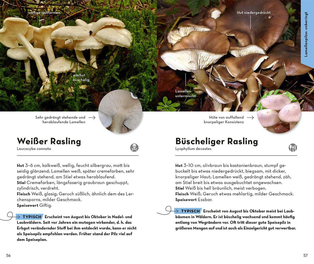 BASIC Pilze | Flück, Markus