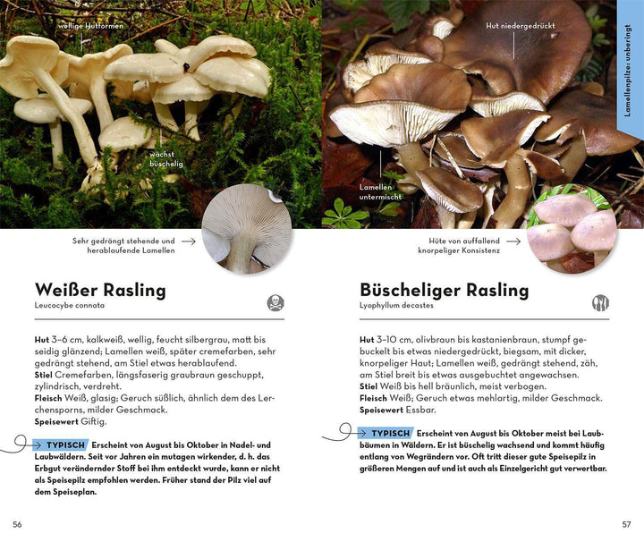 BASIC Pilze | Flück, Markus