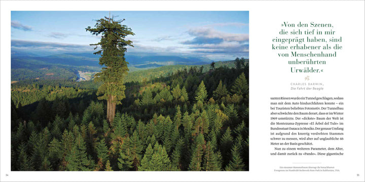 Die wunderbare Welt der Bäume | Tyler Hitchcock, Susan