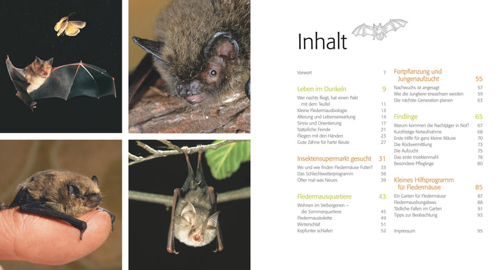 Fledermaus ganz nah | Kaipf, Ingrid