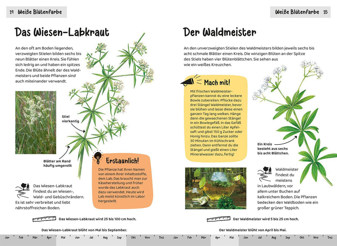 Was blüht denn da? Kindernaturführer | Stichmann-Marny, Ursula | Herrmann, Heike