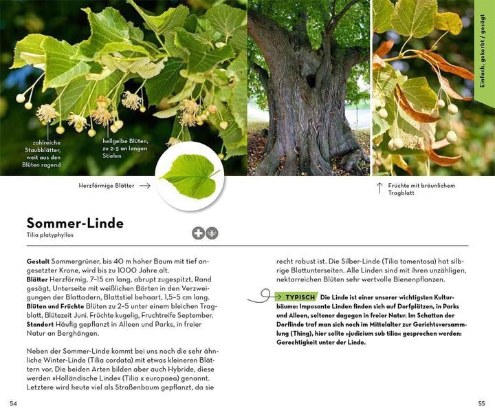 BASIC Bäume | Hecker, Katrin | Hecker, Frank