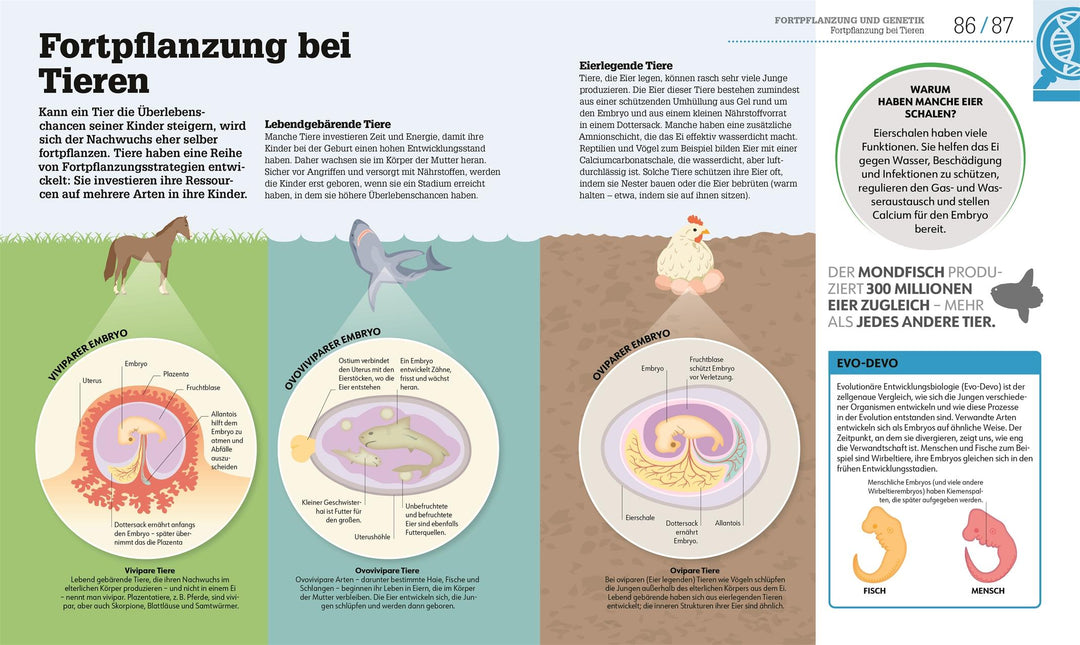 #dkinfografik. Biologie einfach erklärt | Challoner, Jack | Harris, Tim | Iv...