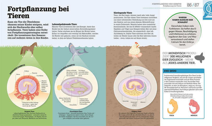 #dkinfografik. Biologie einfach erklärt | Challoner, Jack | Harris, Tim | Iv...