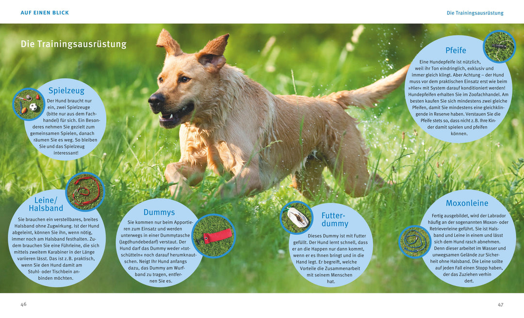 Labrador Retriever | Schlegl-Kofler, Katharina