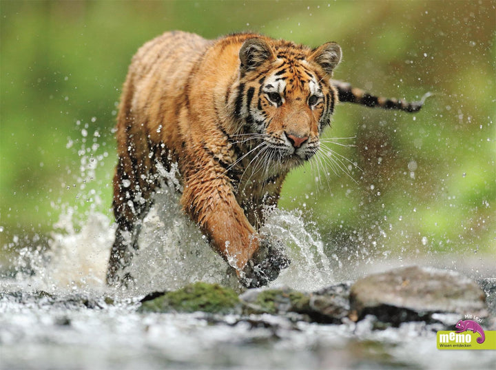 memo Wissen entdecken. Tiere | Jackson, Tom