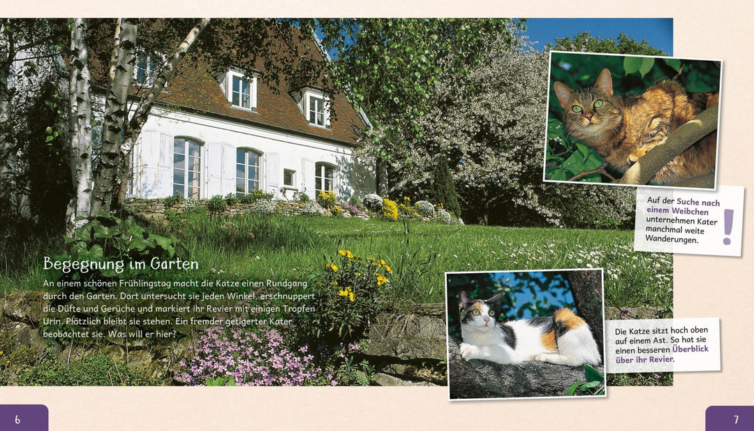 Meine große Tierbibliothek: Die Katze | Ledu-Frattini, Stéphanie