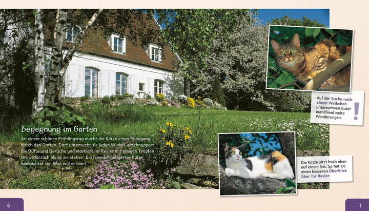 Meine große Tierbibliothek: Die Katze | Ledu-Frattini, Stéphanie