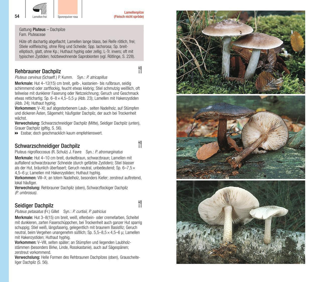 Der große BLV Pilzführer | Gerhardt, Ewald