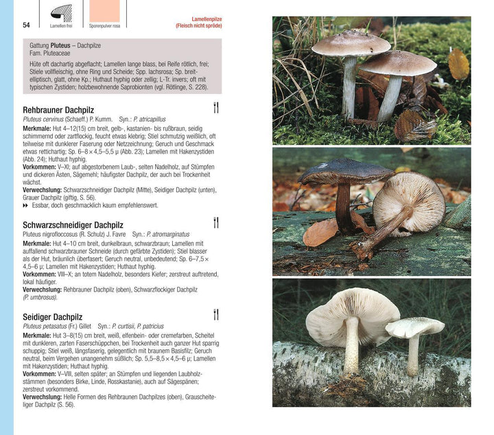 Der große BLV Pilzführer | Gerhardt, Ewald