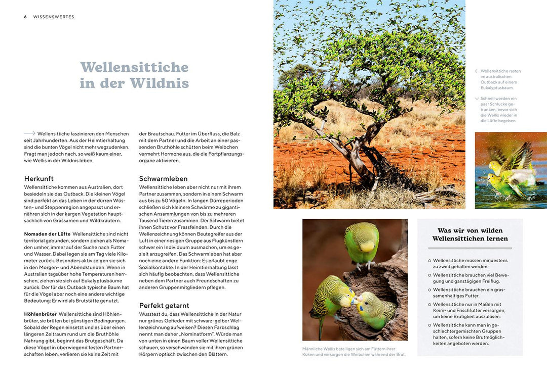 Wellensittiche | Schacht, Wencke Sabrina