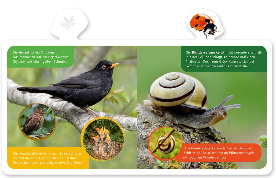 Mein kleines Tier-Lexikon - Tiere im Garten | Kastenhuber, Hannah